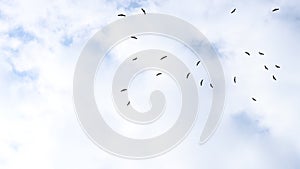 Storks circling in the sky after migration