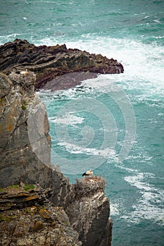 Storks on cliff portugal