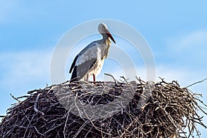 Storks colony in a protected area at Los Barruecos Natural Monument, Malpartida de Caceres, Extremadura, Spain