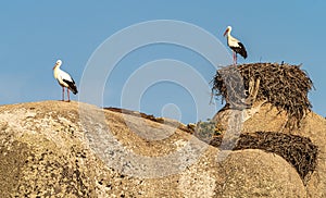 Storks colony in a protected area at Los Barruecos Natural Monument, Malpartida de Caceres, Extremadura, Spain