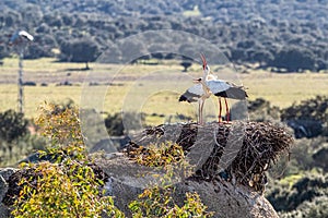 Storks colony in a protected area at Los Barruecos Natural Monument, Malpartida de Caceres, Extremadura, Spain