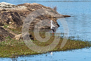 Storks colony in a protected area at Los Barruecos Natural Monument, Malpartida de Caceres, Extremadura, Spain