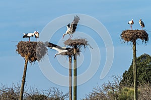 Storks colony in a protected area at Los Barruecos Natural Monument, Malpartida de Caceres, Extremadura, Spain