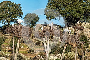 Storks colony in a protected area at Los Barruecos Natural Monument, Malpartida de Caceres, Extremadura, Spain