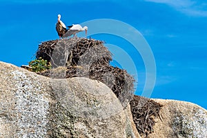 Storks colony in a protected area at Los Barruecos Natural Monument, Malpartida de Caceres, Extremadura, Spain