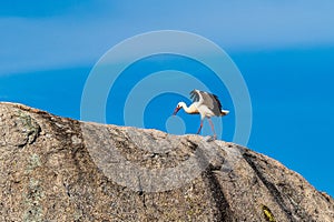 Storks colony in a protected area at Los Barruecos Natural Monument, Malpartida de Caceres, Extremadura, Spain