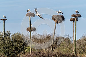 Storks colony in a protected area at Los Barruecos Natural Monument, Malpartida de Caceres, Extremadura, Spain