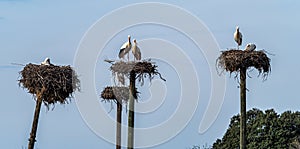 Storks colony in a protected area at Los Barruecos Natural Monument, Malpartida de Caceres, Extremadura, Spain