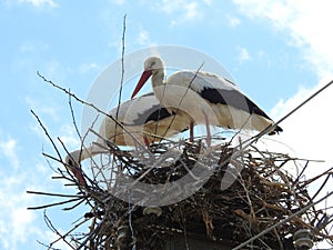 The storks constituting the nest.