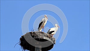 Storks, copy space, sringtime, summer, blue sky