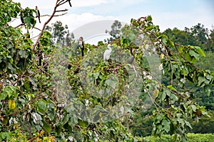 Storks and cormorants on trees on the banks of the White Nile in Uganda.