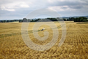 Storks on corn field