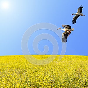 Storks couple flying over spring flowering meadow