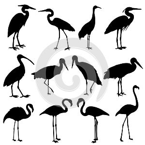 Storks, cranes and flamingos silhouettes collection