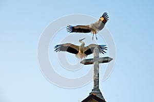 Storks on the curch photo