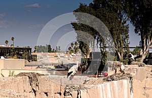 Storks at El Badi Palace