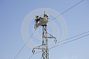 Storks on electric pole