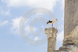 Storks in Ephesus