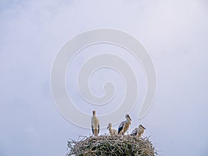 Storks family in a big nest.