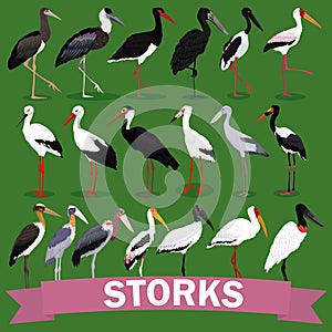 Storks family set cartoon bird