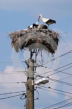 Storks feeding