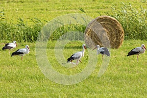 Storks on the field