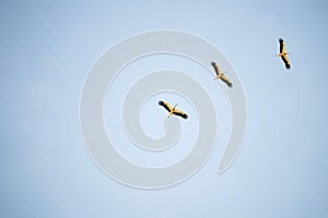 Storks during flight