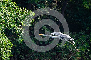 Storks fly over the branches of the tree in the background