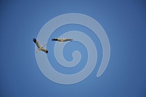 Storks flying