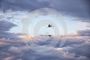 Migration of the storks in the sky