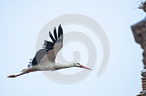 Storks flying photo