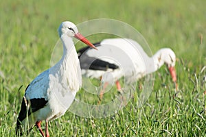 Storks in grass