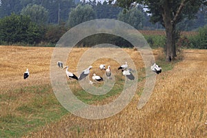 Storks are grouping in dutch fields of Brummen