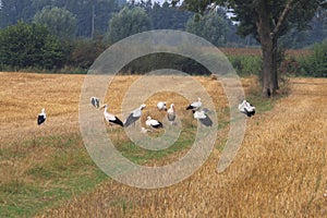 Storks are grouping in dutch fields of Brummen photo