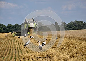 Storks in the harvest field_2