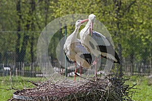 Two Storks in the nest