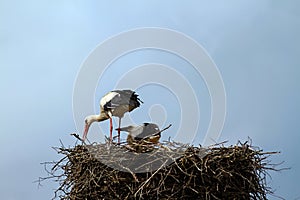 - the storks have returned to the good old nest.
