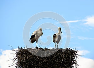 - the storks have returned to their homeland.