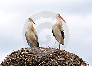 Storks in a home nest.