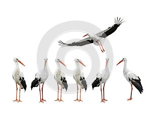 Storks isolated on white