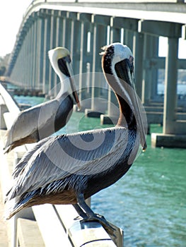 Storks Key Biscayne