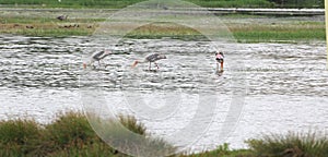 Storks in lake