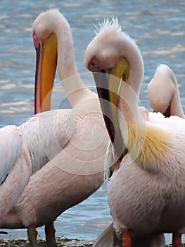 Storks of the Lake Naivasha in northwest of Kenya