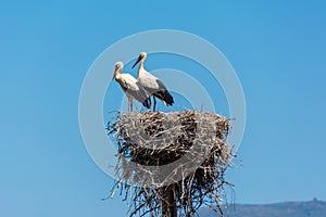 Storks in a large nest made of branches on a electricity pole in Algarve, Portugal