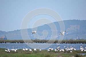 Storks living freely in Bodrum, this is the most beautiful holiday destination in Turkey