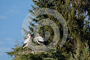 Storks with long legs and long beaks standing on the tree branches