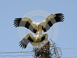 storks mating