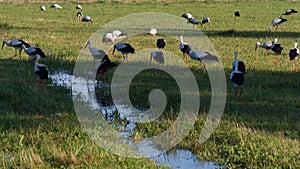Storks in a Meadow
