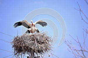 Storks are migratory birds that foreshadow the spring