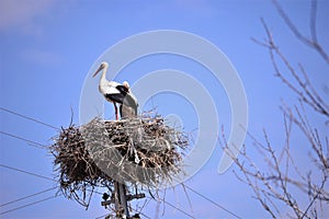 Storks are migratory birds that foreshadow the spring